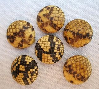 Rare Vintage Snakeskin Snake Leather Buttons Set Of 6