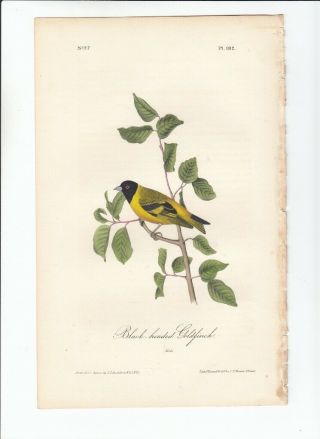 Rare 1st Ed Audubon Birds Of America 8vo Print 1840: Black - Headed Goldfinch.  182