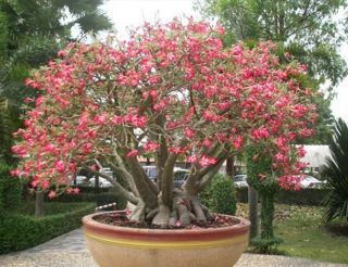 Rare 1000 Seeds Adenium Arabicum " Yak Saudi " Desert Rose Bonsai Phyto
