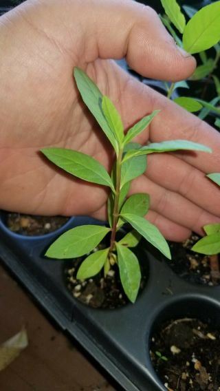 Psidium Guajava - Colombian Red Guava Rare Fruit Tree Seedling