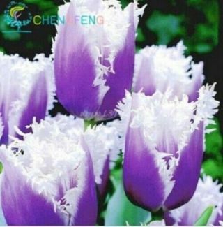 Tulip Bulbs Perennial Resistant Rare Flowers Stunning Hardy Ice Cream Potted Top