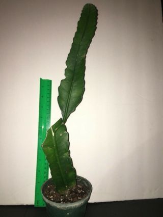 WITTIA AMAZONICA - Rainforest epiphyllum Rare Cactus Rooted plant 3