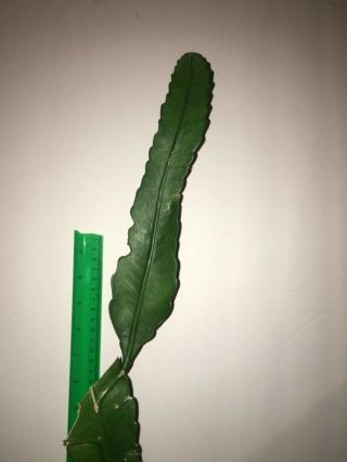 WITTIA AMAZONICA - Rainforest epiphyllum Rare Cactus Rooted plant 4