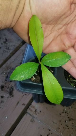 Garcinia " Lemon Drop Mangosteen " Rare Fruit Seedling