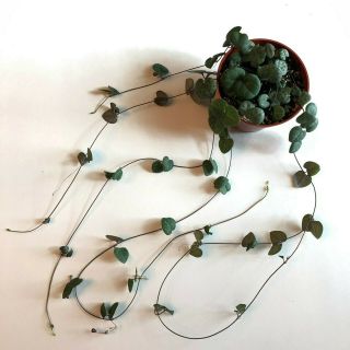 String Of Hearts Plant - Rooted,  Trailing 26 " Ceropegia Woodii Rare