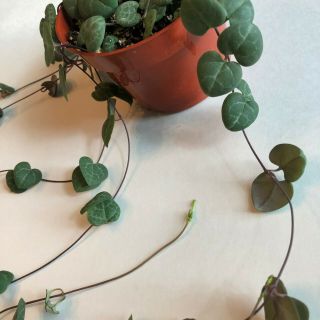 String of Hearts Plant - Rooted,  Trailing 26 