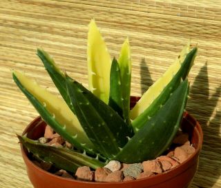 7.  Aloe Sp.  Variegata 4,  72 " (12cm) Flower In Own Root Rare Succulent