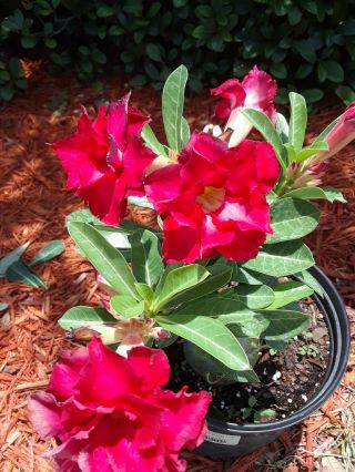 Desert Rose Plant Adenium Obesum Triple Flowered Crimson Red Rare Healthy