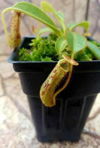 Nepenthes Stenophylla Highland Rare Carnivorous Pitcher Plant