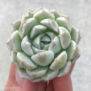 Rare Succulent Echeveria Ice Crown Changhee Hybrid Imported From Korea 1.  5 - 2 "