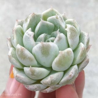 Rare Succulent Echeveria Ice crown Changhee hybrid Imported from Korea 1.  5 - 2 