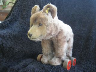 Rare 1950/61 German Steiff Bear Cub On Wheels W.  Button & Tag