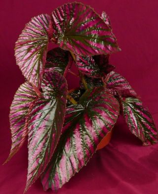 Angel Wing Begonia Plant Brevirimosa Large 6 " Pot Rare Terrarium Fibrous