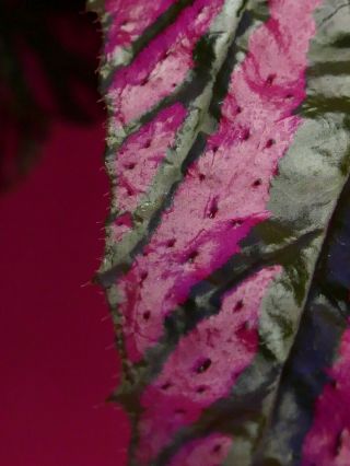Angel Wing Begonia Plant Brevirimosa Large 6 