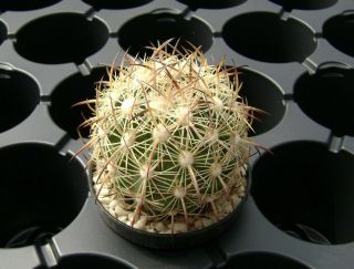 Echinomastus Durangensis Mmr 130.  1 Own Roots Rare Cactus 08051