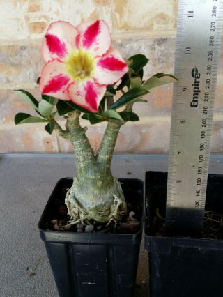 Adenium Desert Rose grow from seed bonsai VERY RARE 058 3