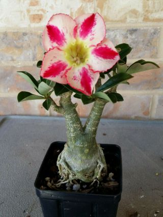 Adenium Desert Rose grow from seed bonsai VERY RARE 058 5