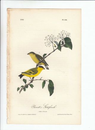 Rare 1st Ed Audubon Birds Of America 8vo Print 1840: Yarrell 