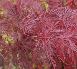 Japanese Maple Acer Red Filigree Lace Rare