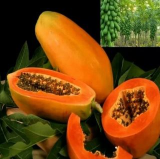 Red Lady Papaya Tree Plant Fruit 24 ",  Very Sweet Very Healthy Rare