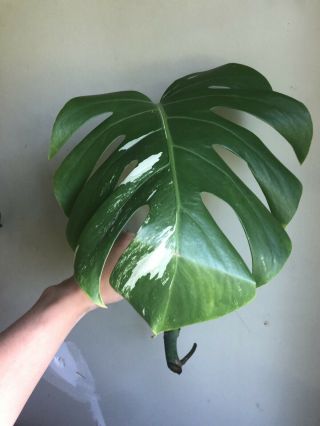 Rare Variegated Monstera Albo (philodendron) - Rooting Cutting
