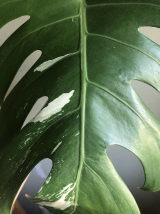 Rare variegated Monstera Albo (Philodendron) - Rooting Cutting 2