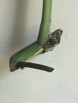 Rare variegated Monstera Albo (Philodendron) - Rooting Cutting 3