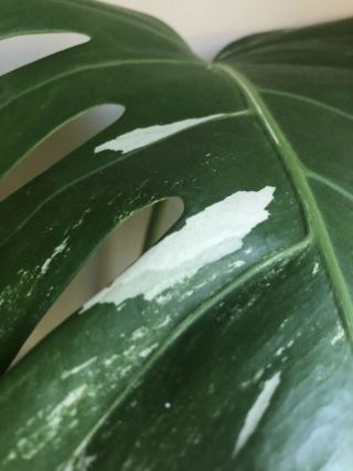 Rare variegated Monstera Albo (Philodendron) - Rooting Cutting 4