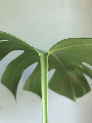 Rare variegated Monstera Albo (Philodendron) - Rooting Cutting 5