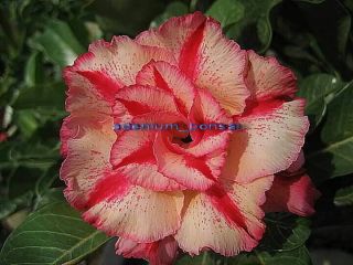 Adenium Obesum Desert Rose " Destiny " 2 Grafted Plants Rare Fresh