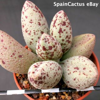 Adromischus Marianiae Var Alveolatus “pa 2027” Rare Succulent Plant 28/7