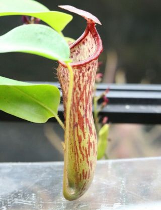 Rare Nepenthes Ventricosa X Glandulifera Tropical Carnivorous Pitcher Plant
