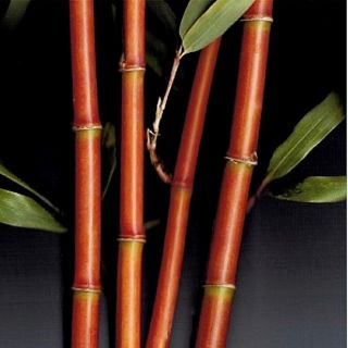 3 Gallon Rare Ornamental Garden Red Bamboo Plant 3 Ft Exotic Planter Box/privacy