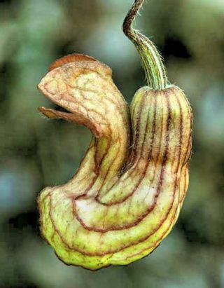 Aristolochia Californica 5 Seeds Extremely Rare