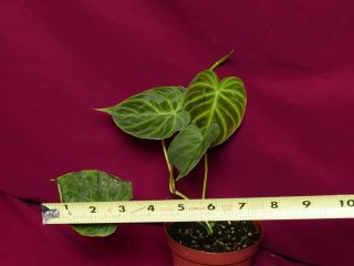 Philodendron Verrucosum Mini Rare Velvet Aroid Terrarium Plant 3
