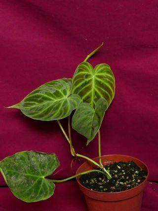 Philodendron Verrucosum Mini Rare Velvet Aroid Terrarium Plant 4
