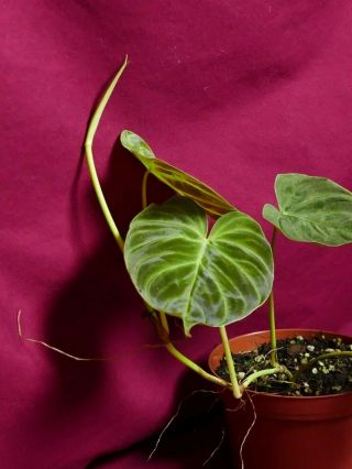 Philodendron Verrucosum Mini Rare Velvet Aroid Terrarium Plant 7