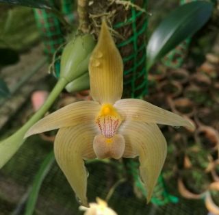 Bulbophyllum Lobbii 