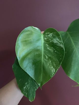 Extremely Rare Variegated Monstera Deliciosa Albo Tropical Plant Fully Rooted