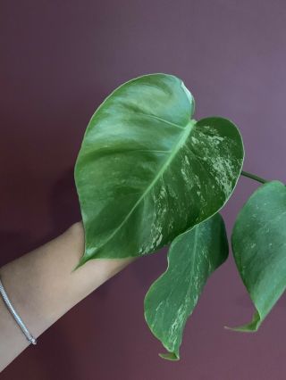 Extremely Rare Variegated Monstera Deliciosa Albo Tropical Plant Fully Rooted 3