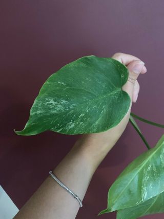 Extremely Rare Variegated Monstera Deliciosa Albo Tropical Plant Fully Rooted 4