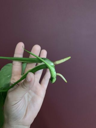 Extremely Rare Variegated Monstera Deliciosa Albo Tropical Plant Fully Rooted 5