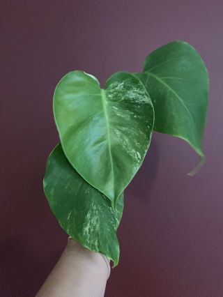 Extremely Rare Variegated Monstera Deliciosa Albo Tropical Plant Fully Rooted 6