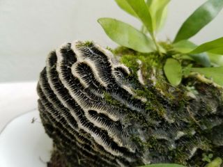 Wart Fern With Moss,  On Rare Coral Rock,  Great Terrarium Plant Natural Display