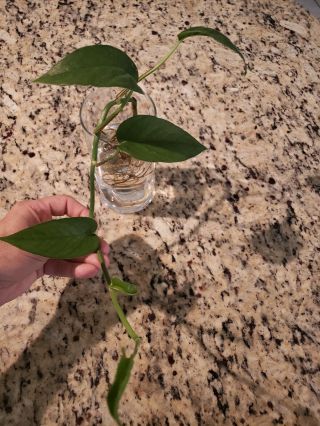 Epipremnum Pinnatum Rare Aroid Great Specimen Rooted Plant