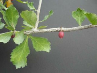 Commiphora wightii @J@ caudex rare bonsai seed 15 seeds 3
