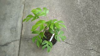 Rhaphidophora Tetrasperma Aka Mini Monstera,  Philodendron Ginny.  Rare.  1 Plant H