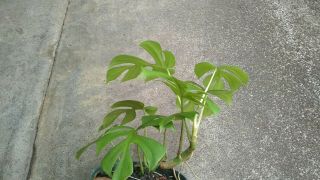 Rhaphidophora Tetrasperma aka Mini monstera,  Philodendron Ginny.  Rare.  1 plant h 2