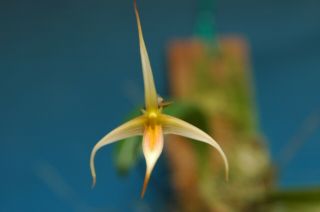 Bulbophyllum Macrochilum Orchid Species Very Rare