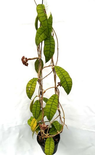 1 Pot,  20 - 22 Inches Rooted Plant Of Hoya Callistophylla Long Leaves Very Rare